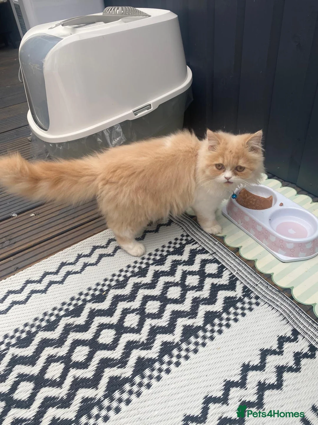 Persian cats for sale: Cute Persian looking for new home  in Dunstable - Advert 2