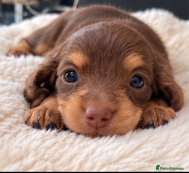 Miniature Dachshund dogs Exquisite mini L/H chocolate/cream 5* licensed  - Advert 1