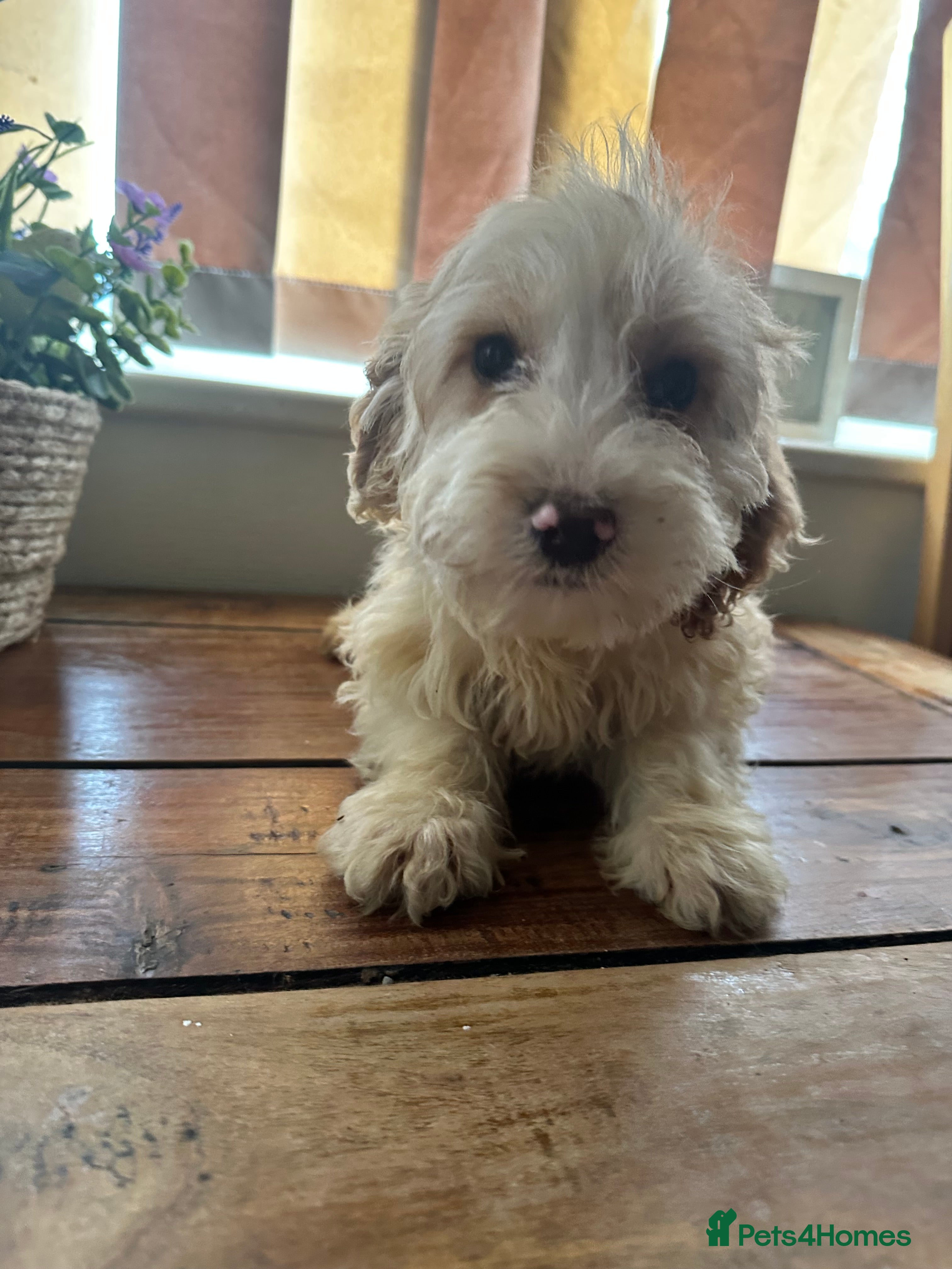 Cockapoo dogs Ready Now last 2!£1000 ovno f3cockapoo puppies  - Advert 3