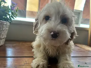 Cockapoo dogs Ready Now last 2!£1000 ovno f3cockapoo puppies - Advert 1