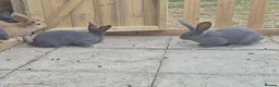 Continental Giant rabbits for sale: Baby giant continental rabbits  - Advert 4