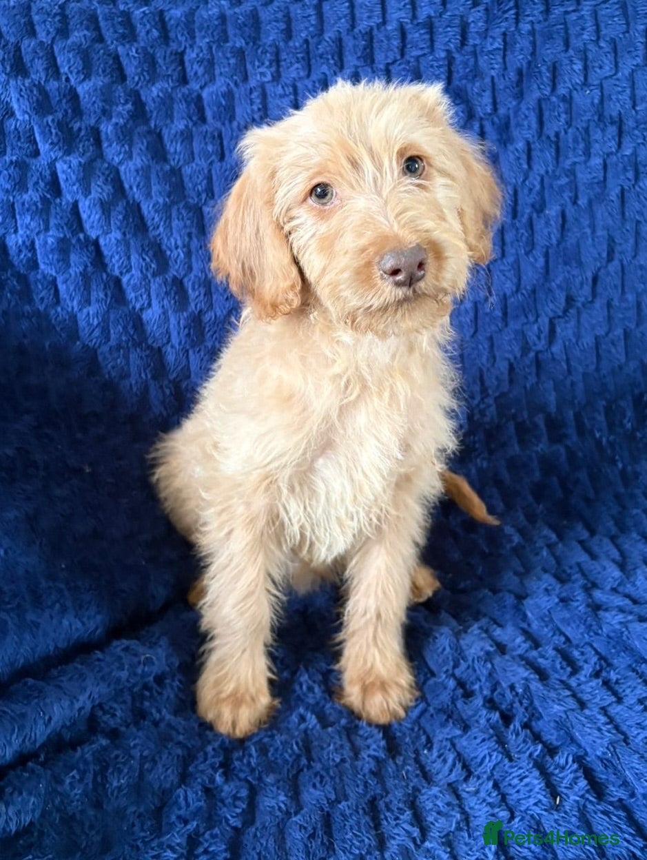 Labradoodle dogs Ready Now! Beautiful F1b Labradoodles  - Advert 1
