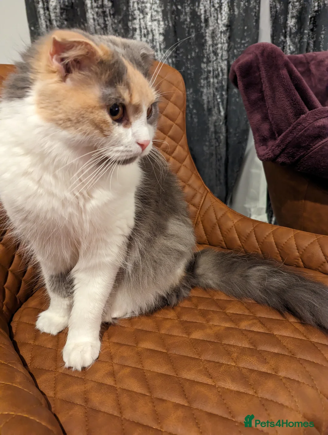 Scottish Fold cats for sale: Female longhair diluted calico Scottish fold  - Advert 2