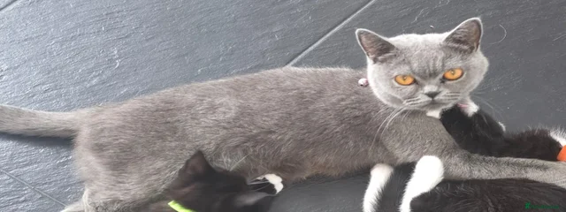Pumba
