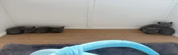 British Shorthair cats for sale: Pure BSH Kittens  - Advert 7