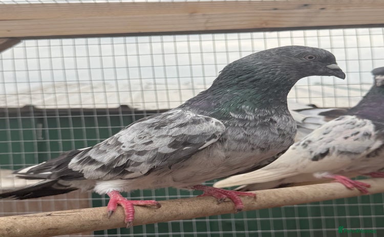 Pigeons birds - Advert 8