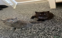 Mixed Breed cats for sale: Mainecoon and british shorthair mix  - Image 19