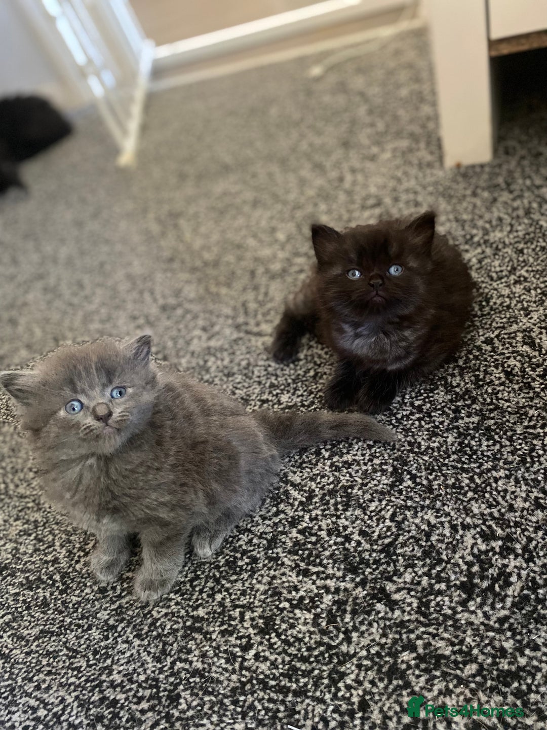 Mixed Breed cats for sale: Mainecoon and british shorthair mix  - Image 19