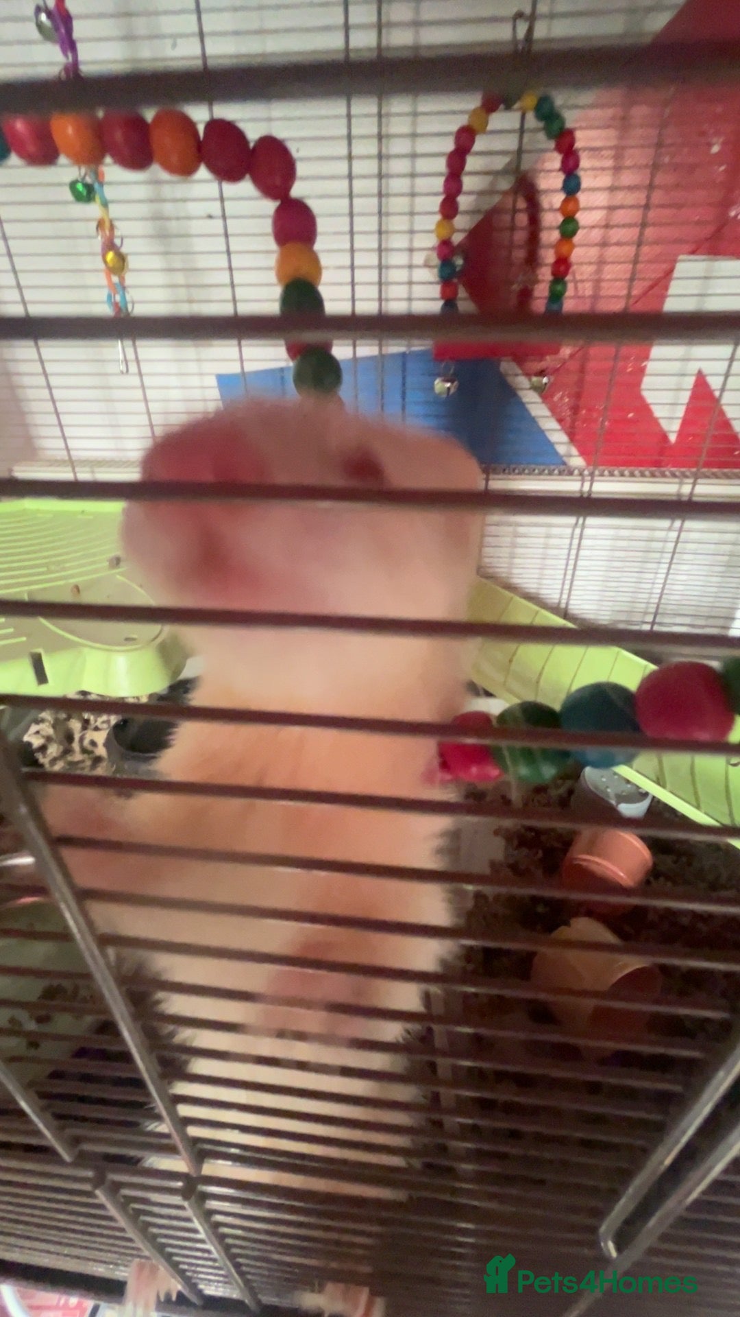 Ferret rodents ferret Mochi for sale with cage and food - Advert 10