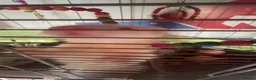 Ferret rodents for sale: ferret Mochi for sale with cage and food in Dudley - Advert 1