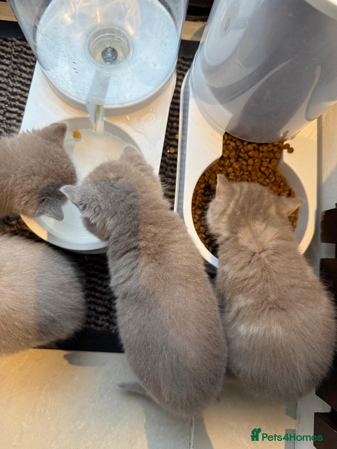British Shorthair cats for sale: Beautiful British Shorthair kittens 3 Boys 2 Girls - Advert 10