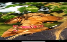 Miniature Dachshund dogs for sale: Quality KC reg, PRA clear miniature dachshunds! - Image 5