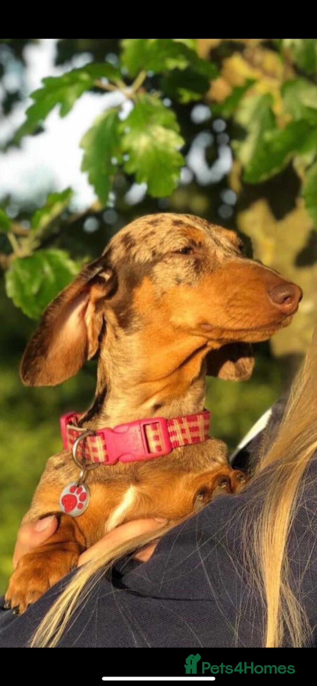 Miniature Dachshund dogs for sale: Quality KC reg, PRA clear miniature dachshunds! - Image 5