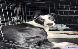 Border Collie dogs for sale: border collie pup - Advert 3