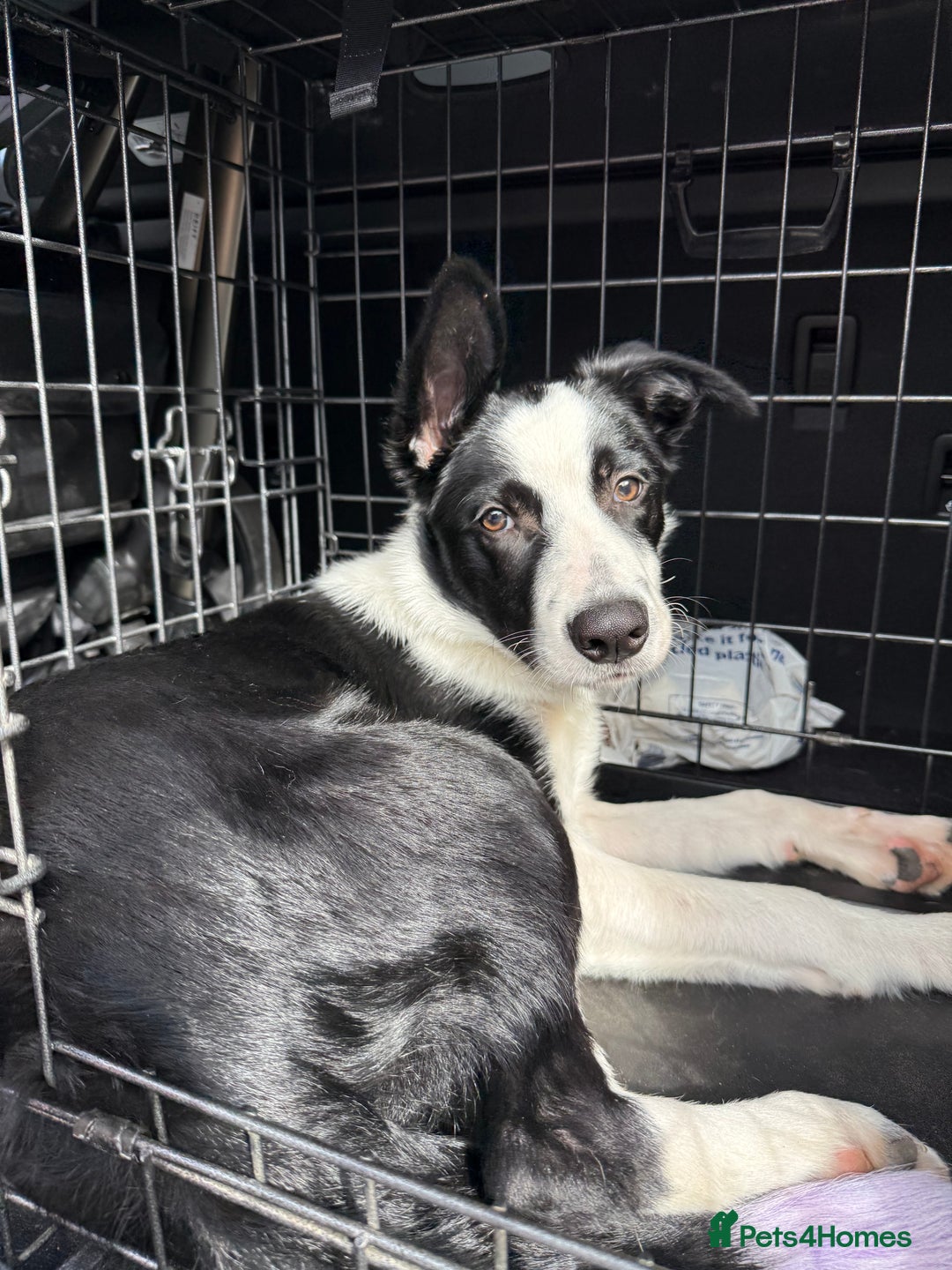 Border Collie dogs for sale: border collie pup - Advert 3