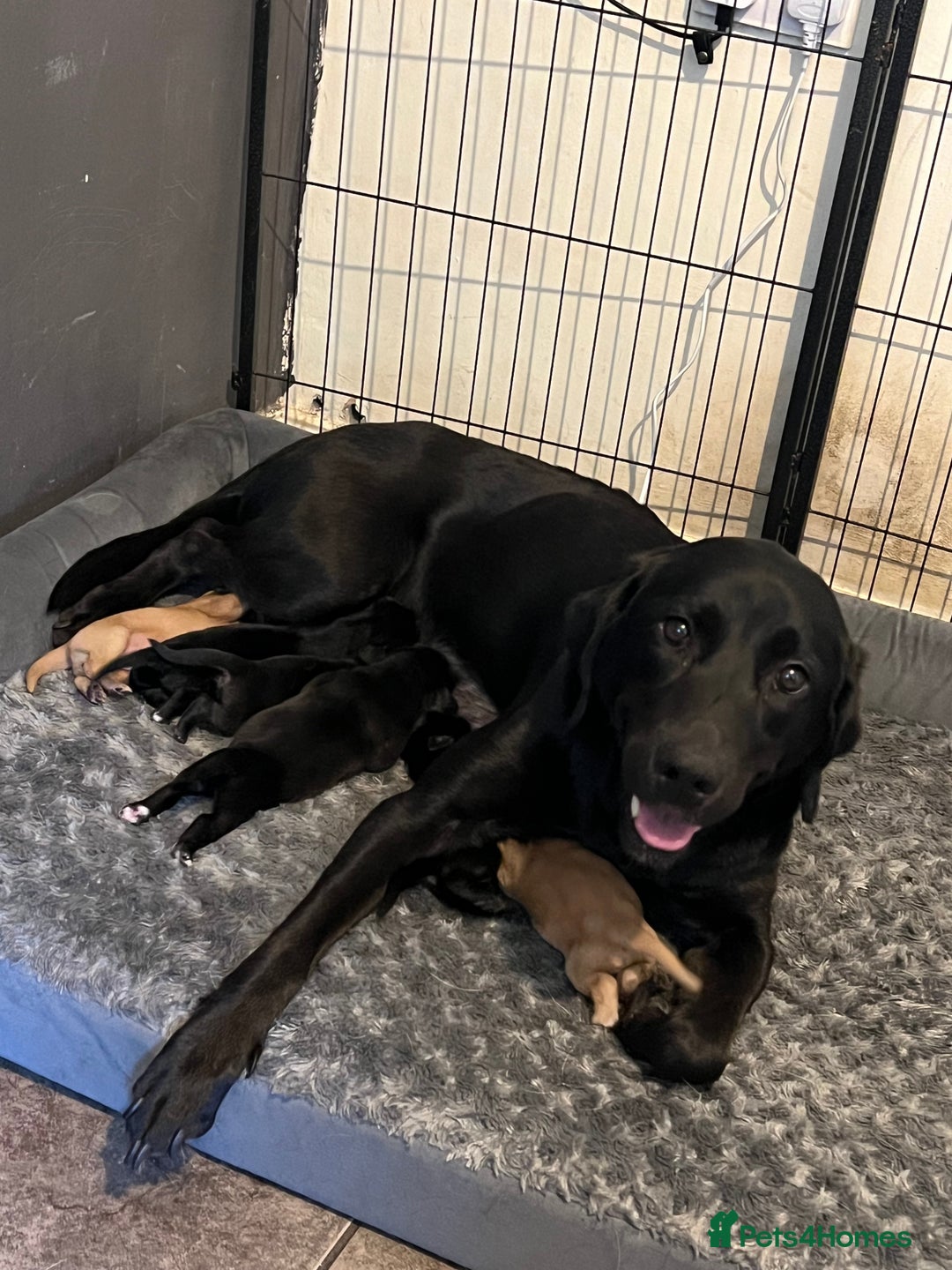 Labrador Retriever dogs for sale: Gorgeous Labrador puppies.  - Image 1