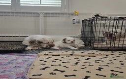 Clumber Spaniel dogs for sale: Female Clumber Spaniel Puppy for Sale - Image 6