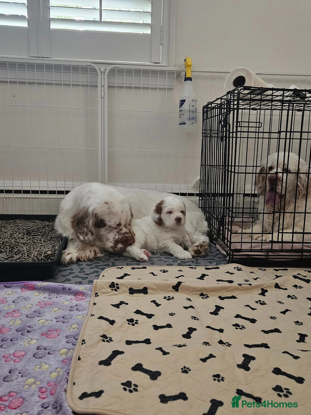 Clumber Spaniel dogs for sale: Female Clumber Spaniel Puppy for Sale - Image 6