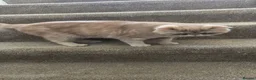 Exotic cats for sale: Exotic short haired Cream & Red - Advert 8