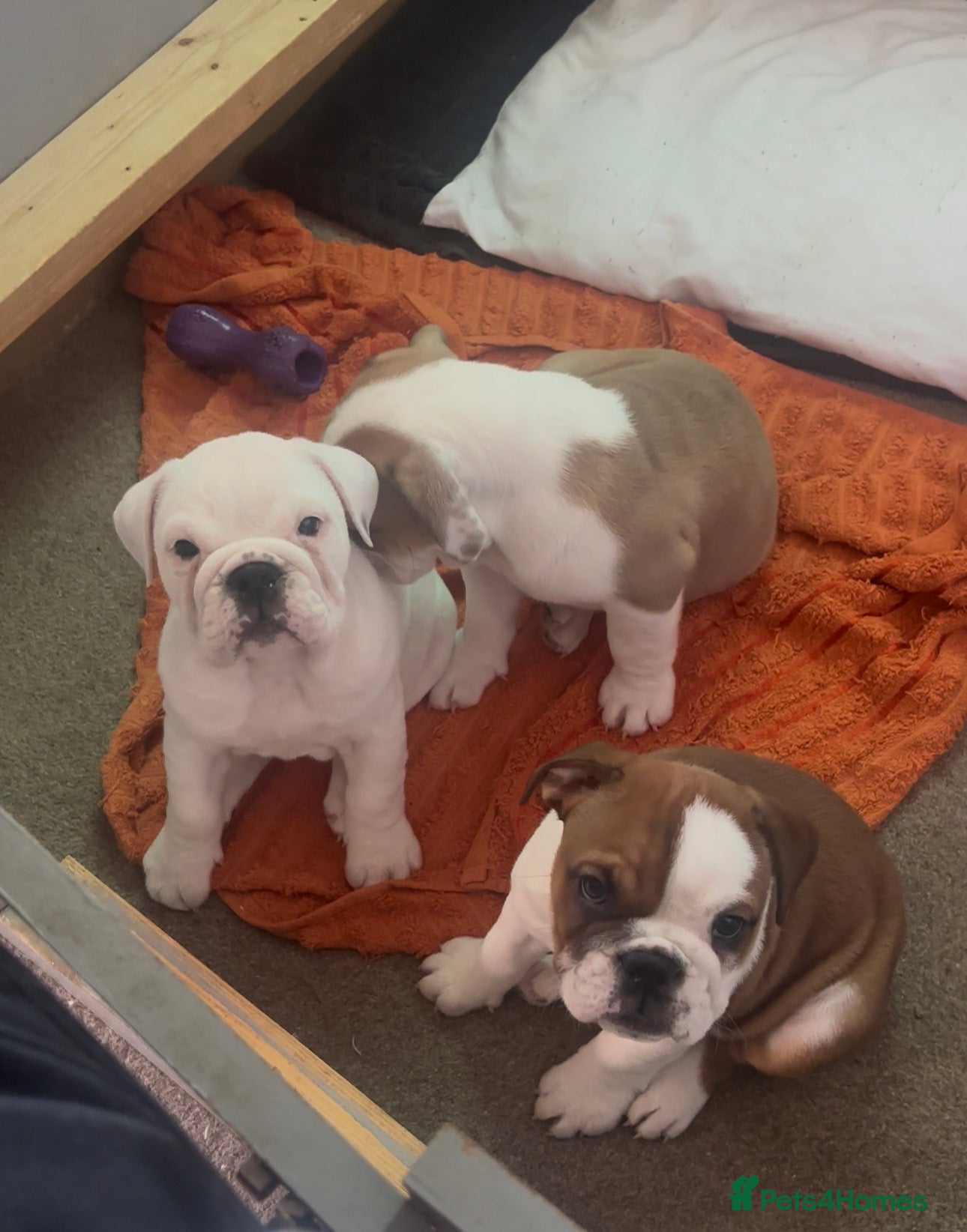 English Bulldog dogs 3 Red and white English bulldogs KC registered  - Advert 6
