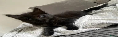 Mixed Breed 1