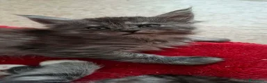 Maine Coon 5