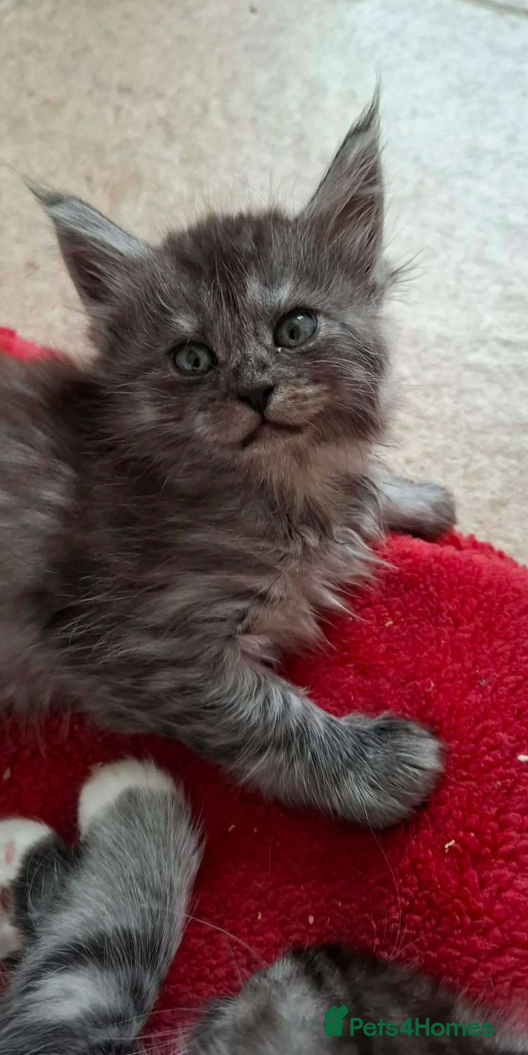 Maine Coon cats for sale: Beautiful Maine coon Kittens in Saint Austell - Advert 5