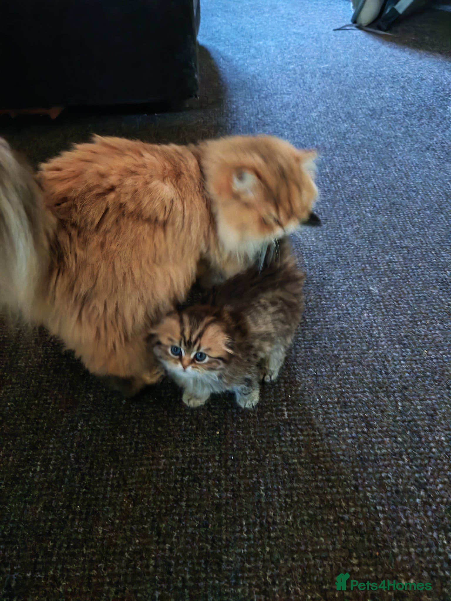Scottish Fold cats Teddy bear.  - Advert 4