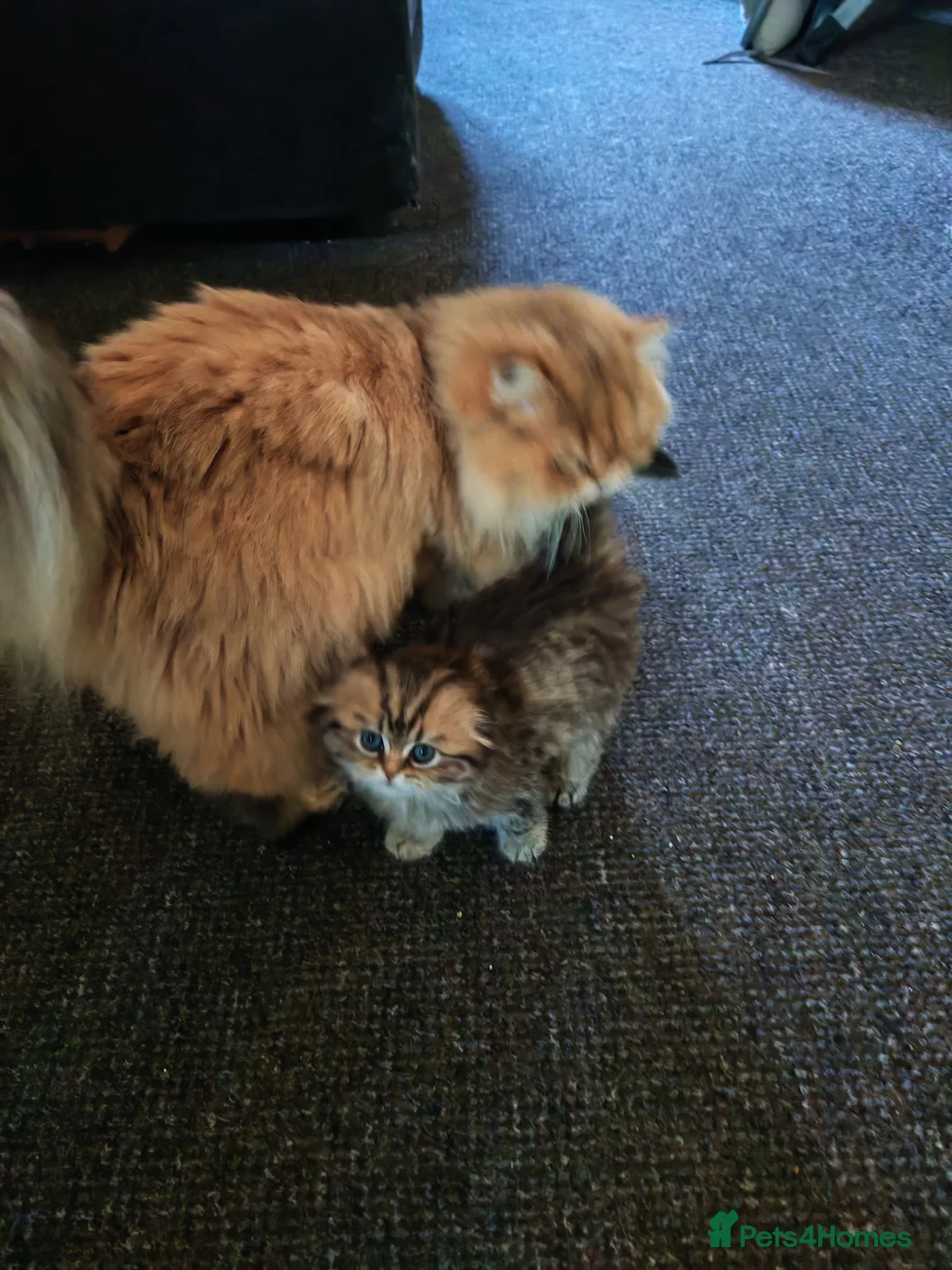 Scottish Fold cats for sale: Teddy bear.  in Burton-on-Trent - Advert 1