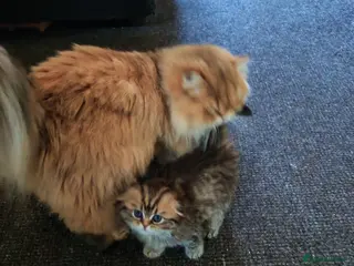 Scottish Fold cats Teddy bear. - Advert 4