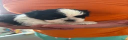 Shih Tzu dogs for sale: Show line pedigree Shih Tzu  - Advert 3