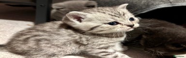 Mixed Breed Kitten 6