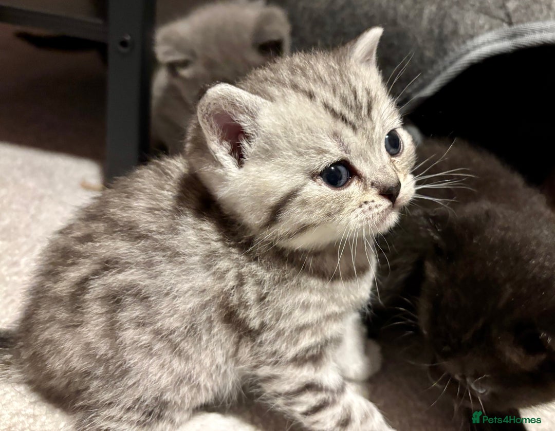 Mixed Breed cats for sale: Adorable kittens for sale - Advert 8