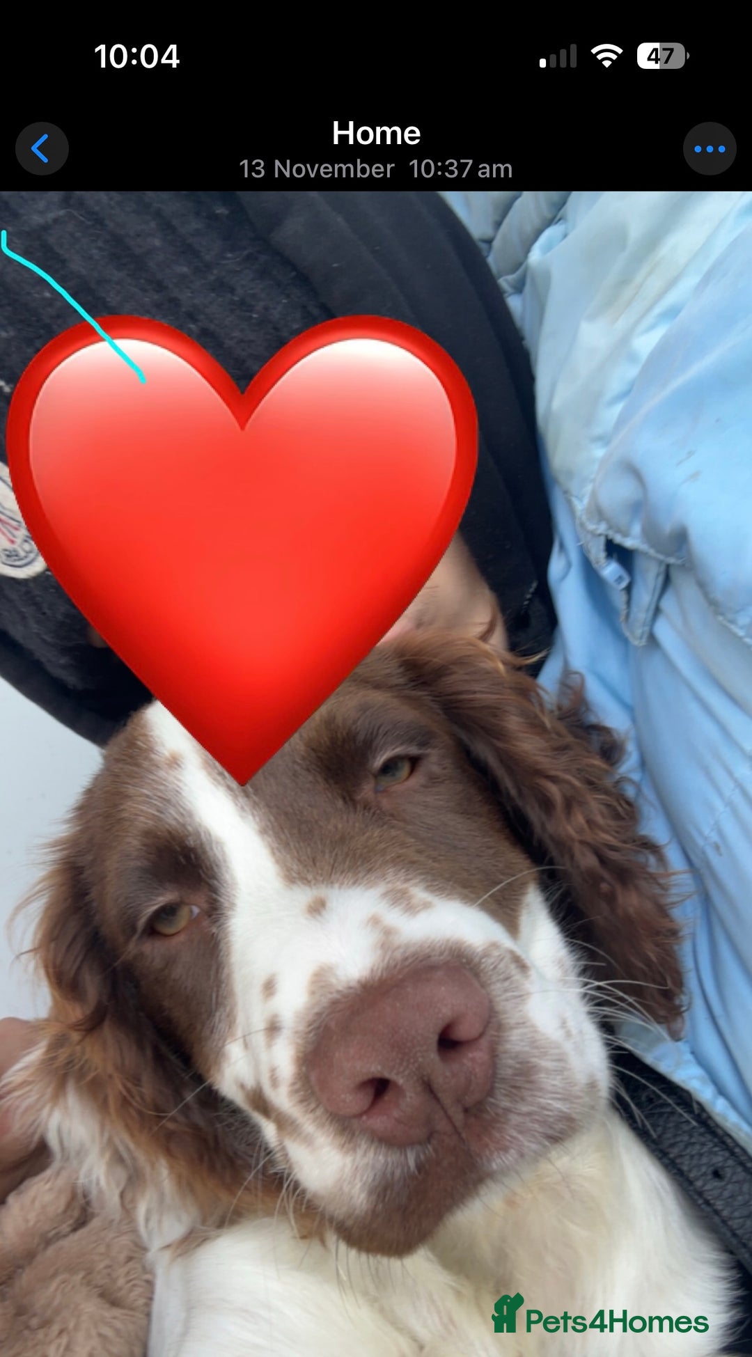 English Springer Spaniel dogs for sale: Rolo the spring spaniel  - Advert 4