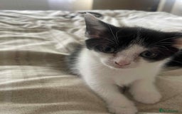 Domestic Shorthair cats for sale:  Adorable Black & White Kittens   - Image 4