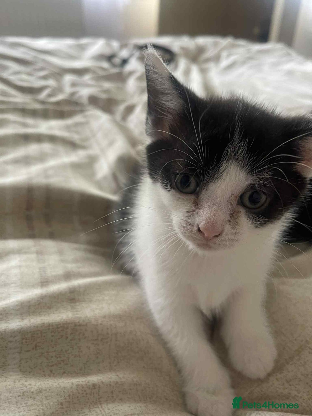 Domestic Shorthair cats for sale:  Adorable Black & White Kittens   - Image 4