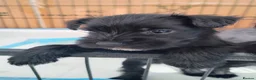 Miniature Schnauzer dogs for sale: Beautiful Black Miniature Schnauzer Puppies - Advert 2