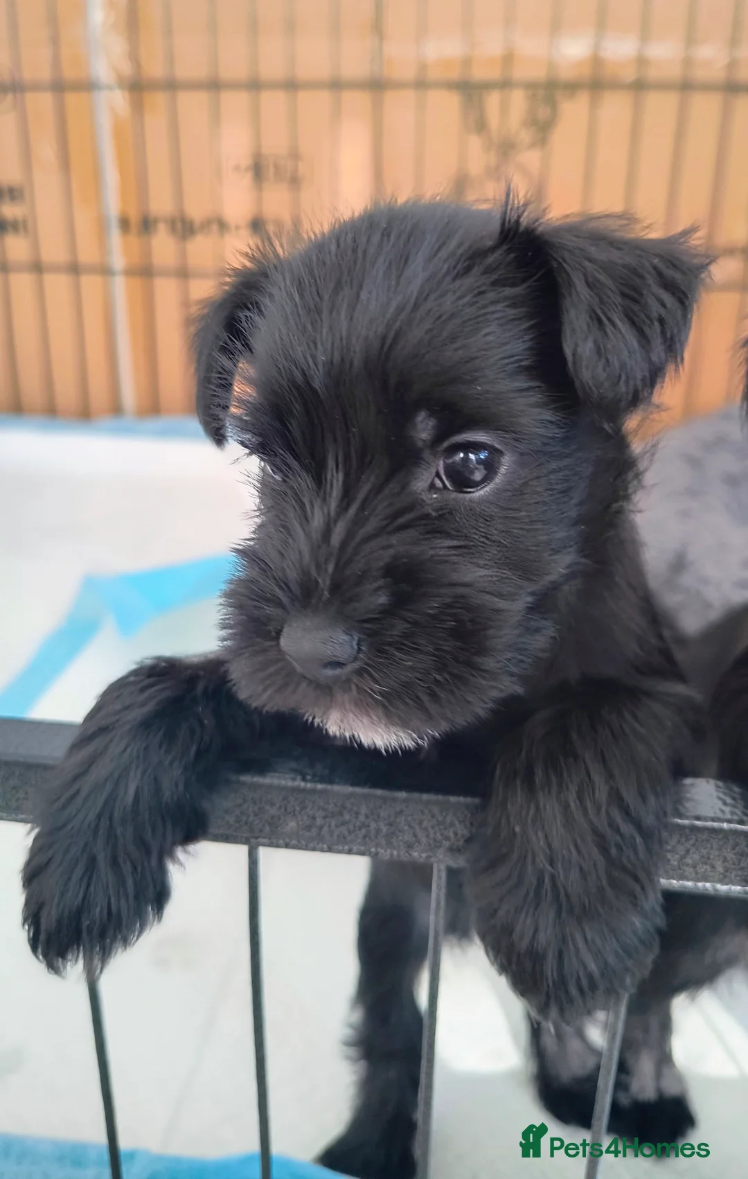 Miniature Schnauzer dogs for sale: Beautiful Black Miniature Schnauzer Puppies - Advert 2