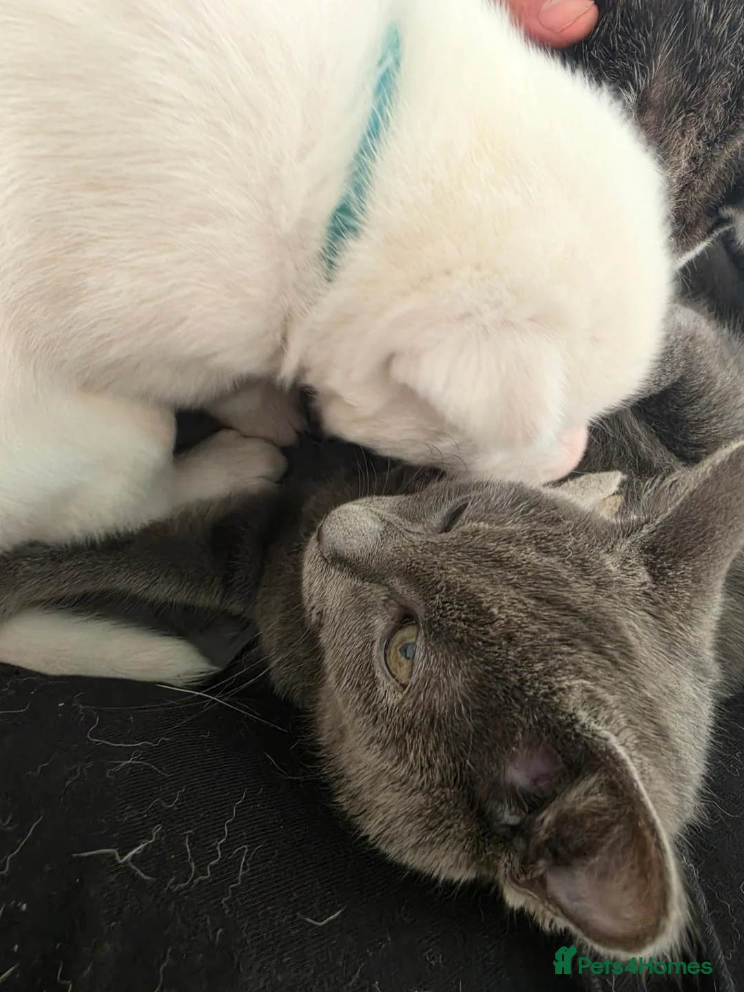 Siberian Husky dogs for sale: Siberian husky 3boys 2girls in London - Advert 2