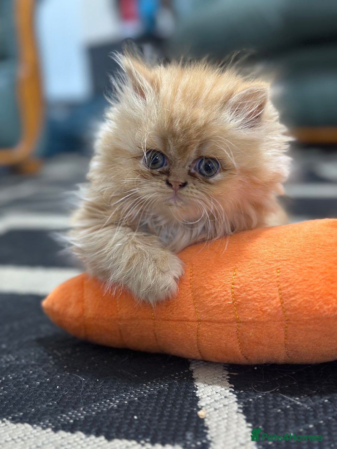 Persian cats for sale: Pedigree Persian Kittens ready to be rehomed - Image 8