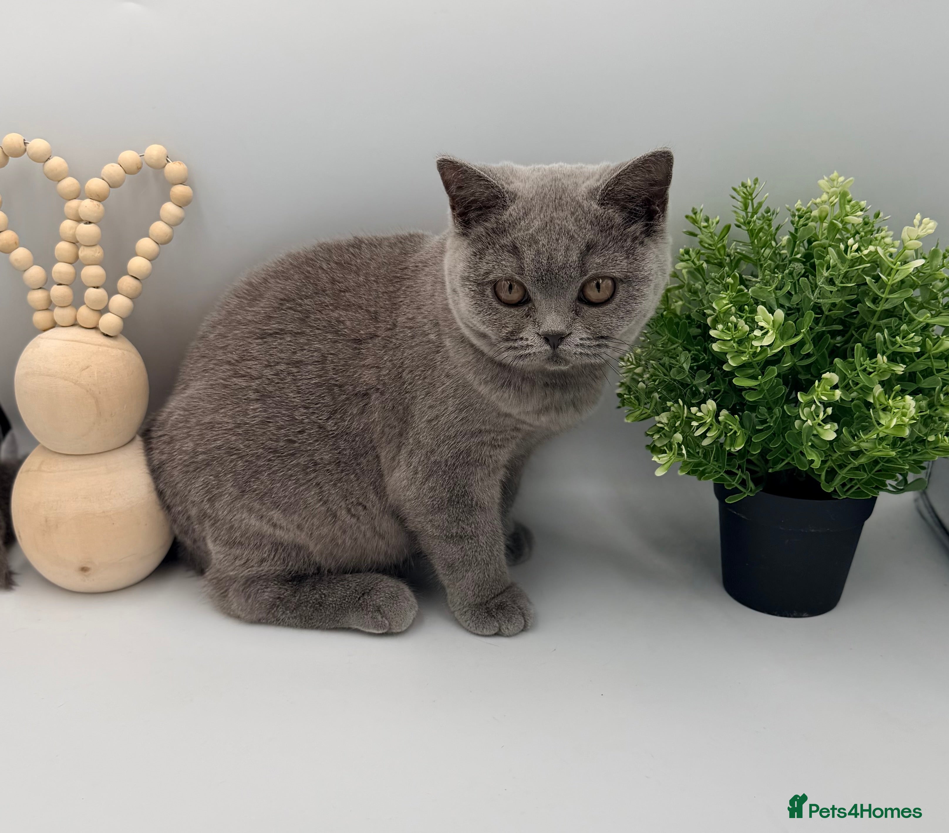 British Shorthair cats PEDIGREE REGISTERED CHUNKY BRITISH SHORTHAIRS  - Advert 4