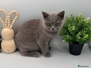 British Shorthair cats PEDIGREE REGISTERED CHUNKY BRITISH SHORTHAIRS - Advert 4