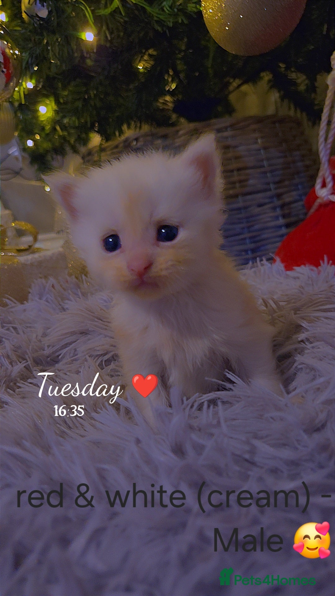 Maine Coon cats for sale: TICA registered MaineCoons 😸  - Advert 10