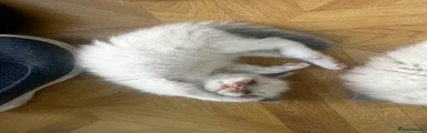 Ragdoll 4