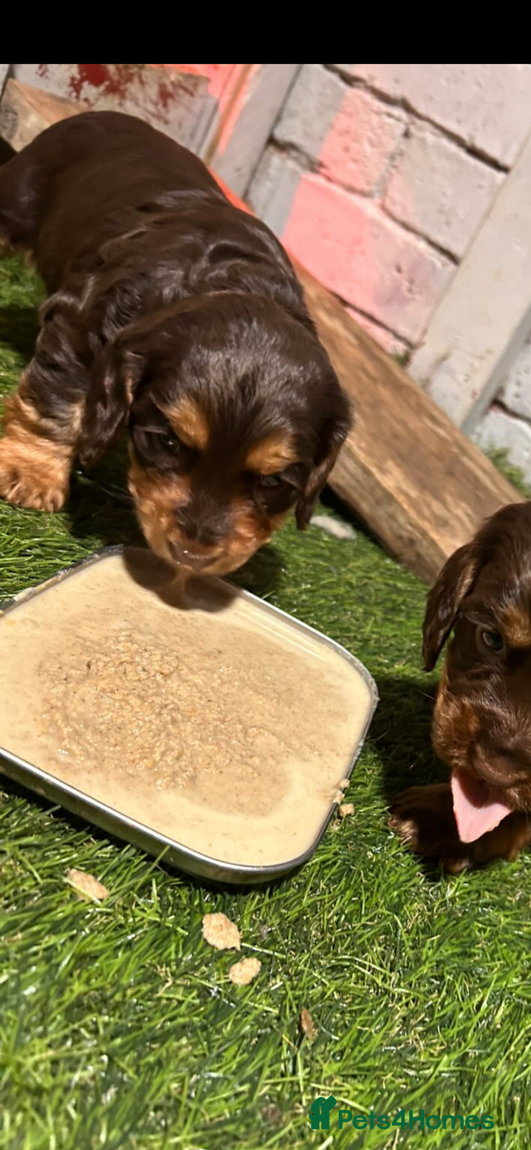 Cocker Spaniel dogs for sale: Choc and tan working cockers  - Advert 9