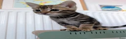 Mixed Breed cats for sale: Bengal mix kittens - Advert 3