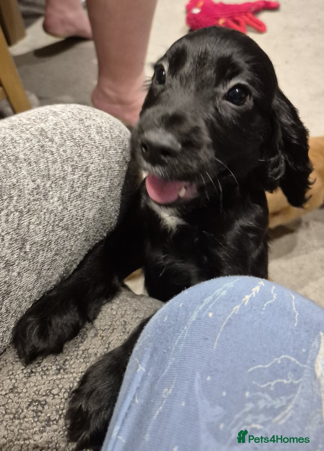 Cocker Spaniel dogs for sale: Cocker Spaniel Puppies for Sale - Image 8