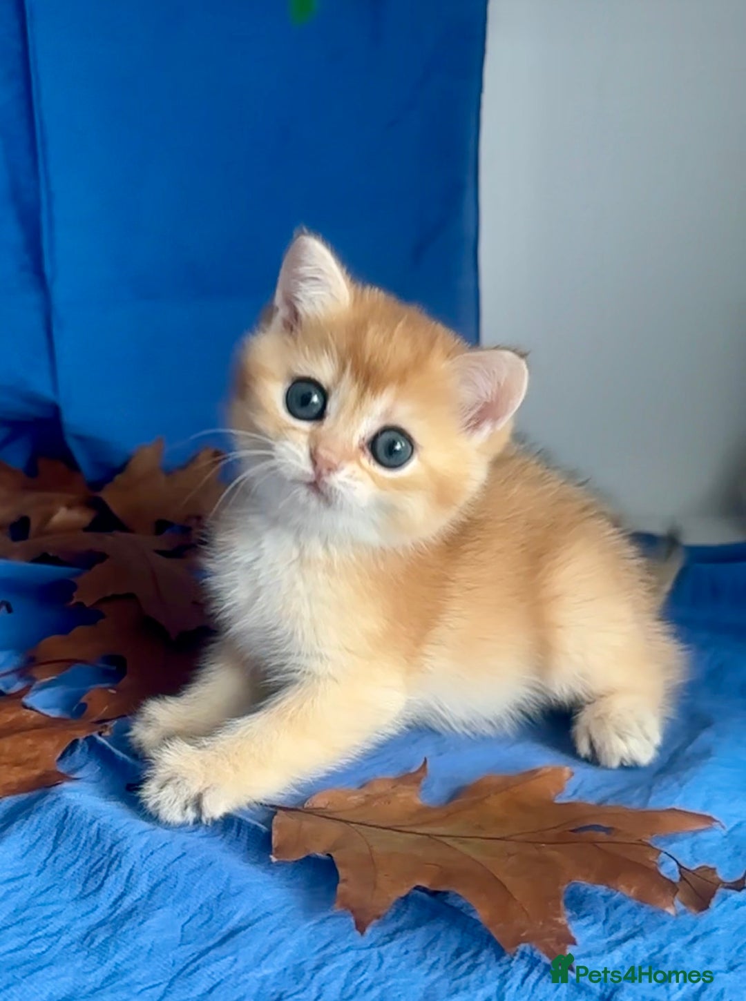 British Shorthair cats for sale: Last British Shorthair Golden kitten GCCF reg - Advert 7