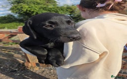Labrador Retriever dogs for sale: Kc registered Labrador puppies  - Image 11