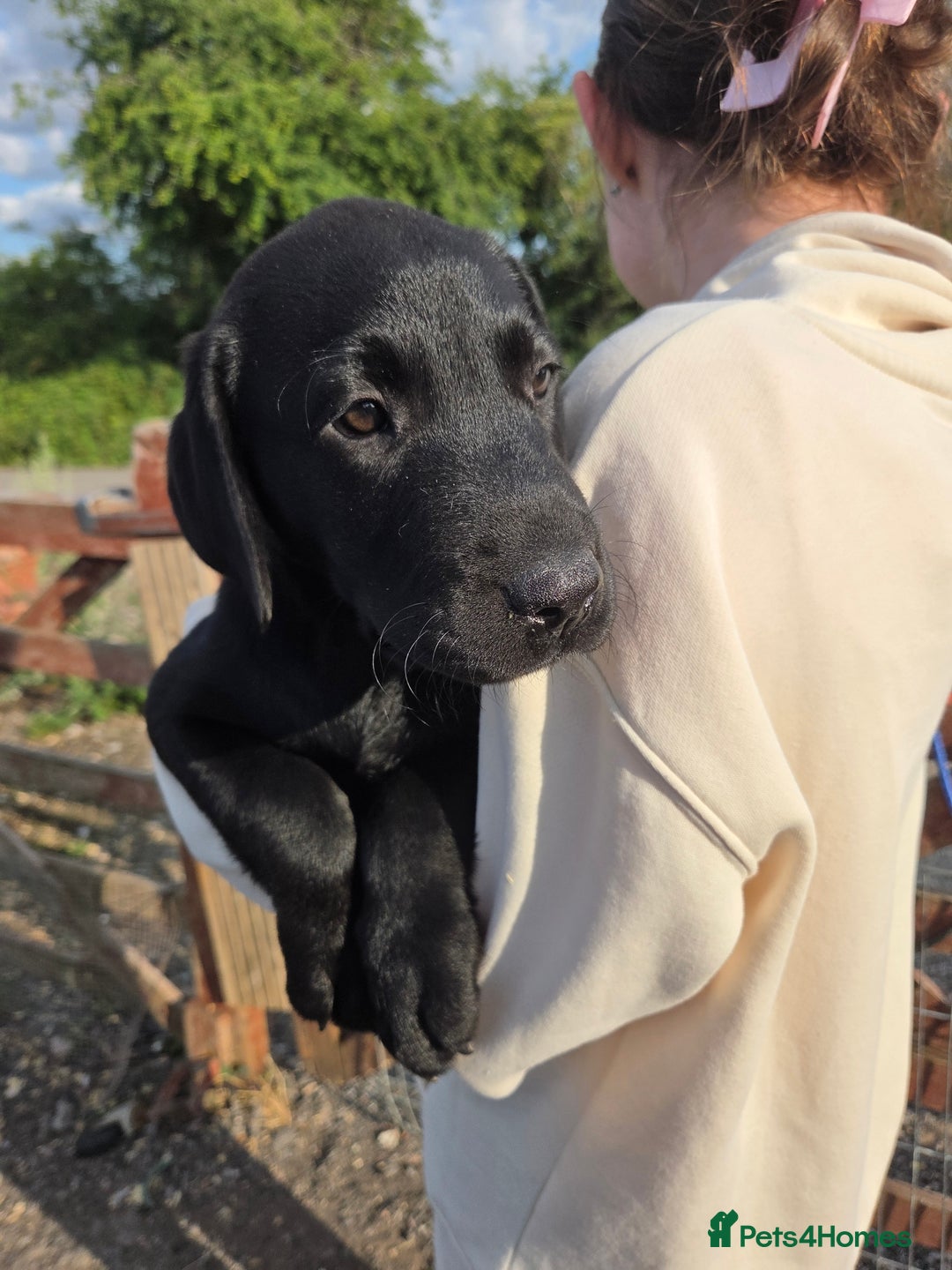 Labrador Retriever dogs for sale: Kc registered Labrador puppies  - Image 11